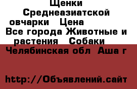 Щенки Среднеазиатской овчарки › Цена ­ 30 000 - Все города Животные и растения » Собаки   . Челябинская обл.,Аша г.